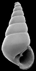 Odostomia acuta